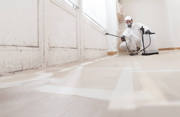24/7 Emergency Attic Mold Removal experts in Virginia Beach, VA